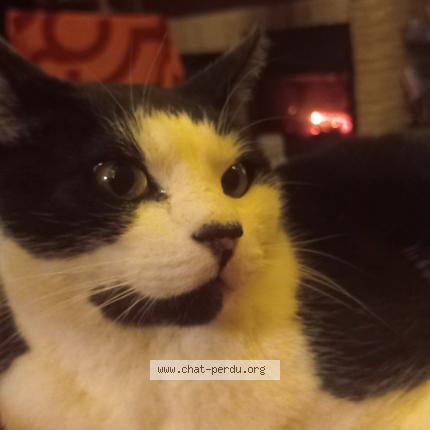 Foto 1/1 RAHAN Chat perdido en Gourdon