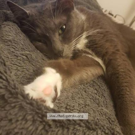 Foto 1/1 Balou Chat perdido en Erquinghem lys