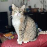 Foto del gato perdido en Chablis