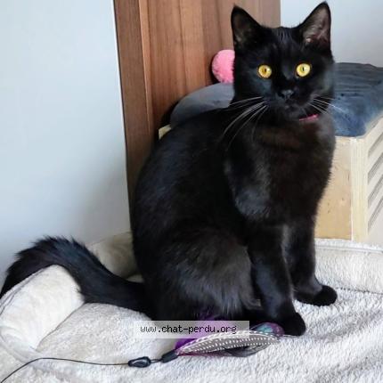 Foto 1/2 ALFONSE Chat perdido en Molenbeek saint jean