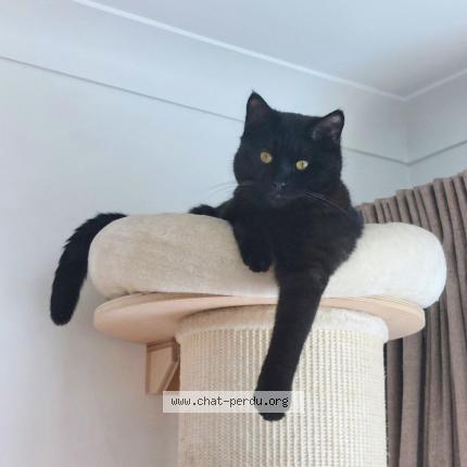 Foto 2/2 ALFONSE Chat perdido en Molenbeek saint jean