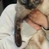 Foto del gato perdido en Lachapelle Sous Gerberoy