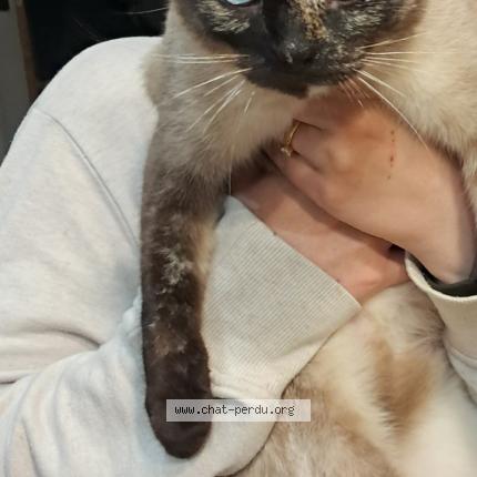 Foto 1/1 Tina Chat perdido en Lachapelle sous gerberoy