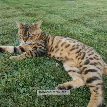 Foto 2/2 TOM Chat perdido en Chavannes les grands