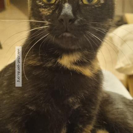 Foto 1/1 Pixelle Chat perdido en Beauvais