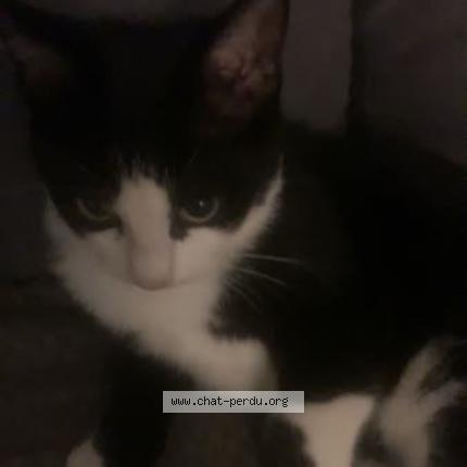 Foto 1/1 Minouna Chat perdido en Lezignan corbieres