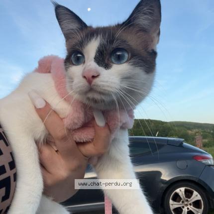 Foto 1/1 hasna Chat perdido en Saint pee sur nivelle