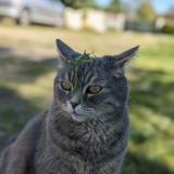 Foto del gato perdido en Lamothe Montravel