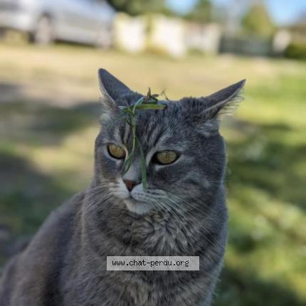 Foto 1/1 Isiris Chat perdido en Lamothe montravel