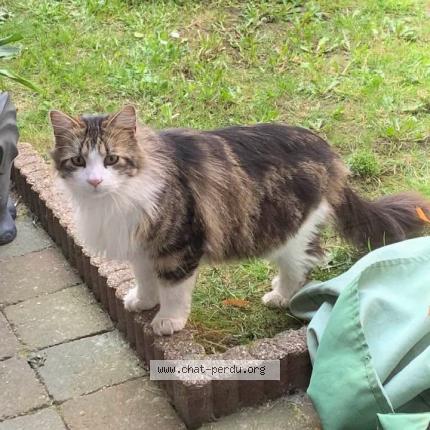 Foto 1/1 Gato encontrado Encontrado en Wattrelos