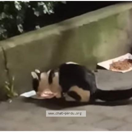 Foto 1/1 Gato encontrado Encontrado en Bruxelles ville