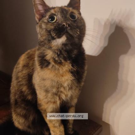 Foto 1/1 Iona Chat perdido en Rabastens