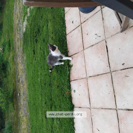 Foto 1/1 Gato encontrado Encontrado en Le vigen