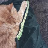 Foto de gato encontrado en Lewarde