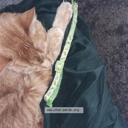 Foto 1/1 Gato encontrado Encontrado en Lewarde