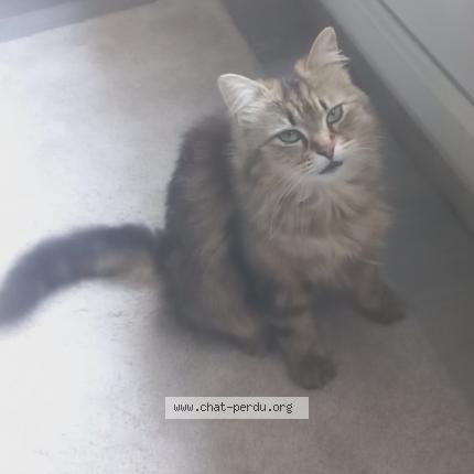 Foto 1/1 xena Chat perdido en Grenoble