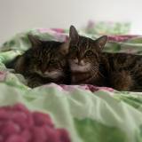 Foto del gato perdido en Campbon