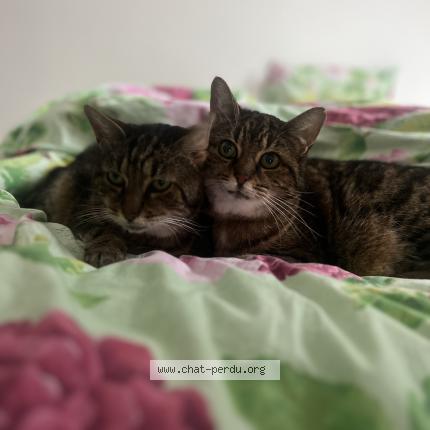 Foto 1/1 Câline Chat perdido en Campbon