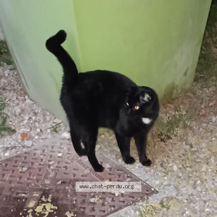 Foto 1/1 Gato encontrado Encontrado en Villeurbanne