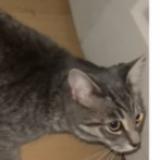 Foto del gato perdido en Repentigny