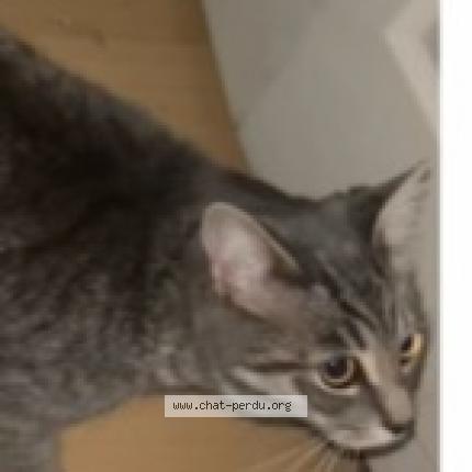 Foto 1/1 Chanel Chat perdido en Repentigny