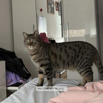 Foto 2/2 Nene Chat perdido en Miribel