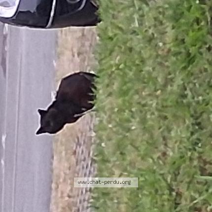 Foto 1/1 Gato encontrado Encontrado en Bayonne