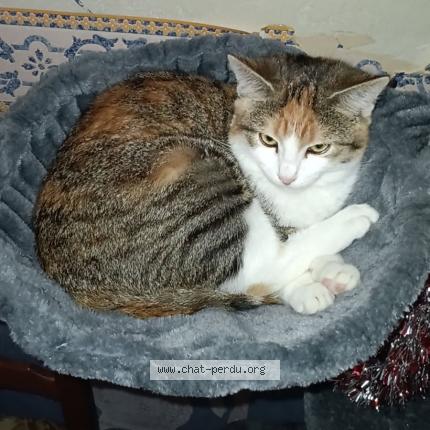 Foto 1/1 Hoanna Chat perdido en Saint flour