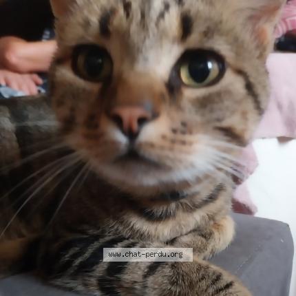 Foto 2/2 Éclair Chat perdido en Ganac