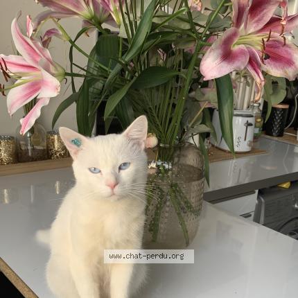 Foto 1/1 Gato encontrado Perdido en La courneuve