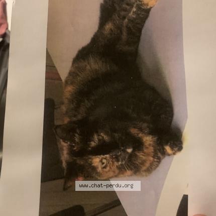 Foto 1/1 Cami Chat perdido en La courneuve