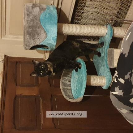 Foto 1/1 Paige Chat perdido en Ansauvillers