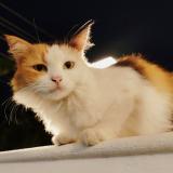 Foto del gato perdido en Kochi