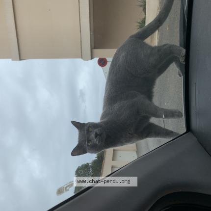 Foto 1/1 Hanoï Chat perdido en La seyne sur mer