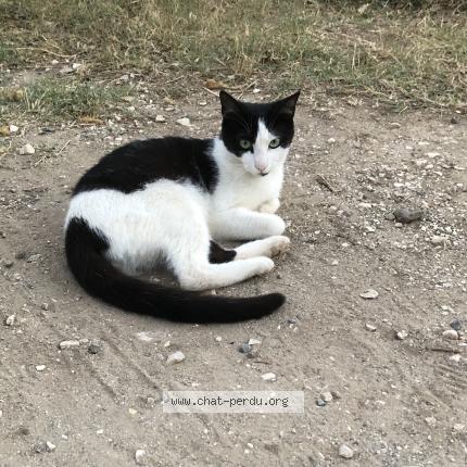 Foto 1/3 Janis Chat perdido en Hyeres