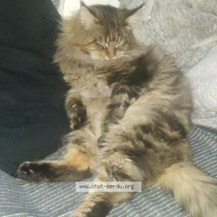 Foto 1/1 Spoon Chat perdido en St georges sur allier