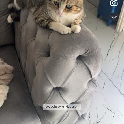 Foto 1/1 Nina Chat perdido en Marignane