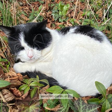 Foto 1/1 Oreo Chat perdido en Grandvaux