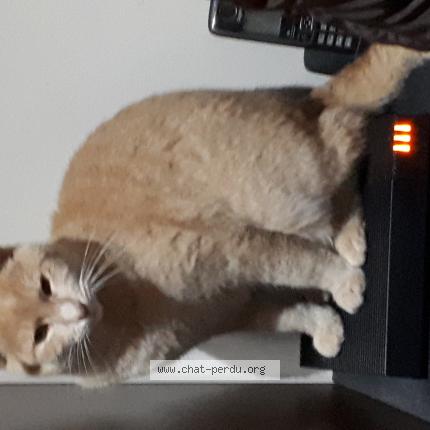 Foto 1/1 Rouky Chat perdido en Jouet sur l aubois