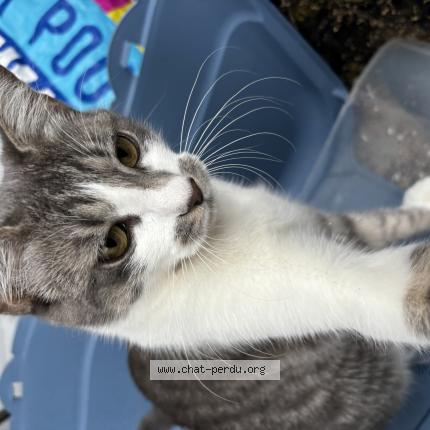 Foto 1/1 Moon Chat perdido en Montgeron