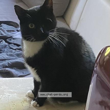 Foto 1/1 Chamallow Chat perdido en Metz