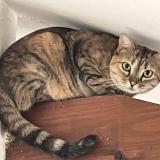 Foto del gato perdido en Bibost