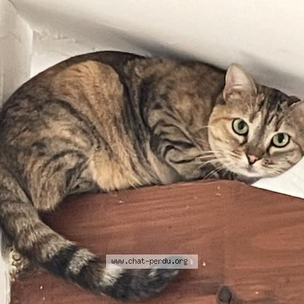 Foto 1/1 Tigrelle Chat perdido en Bibost
