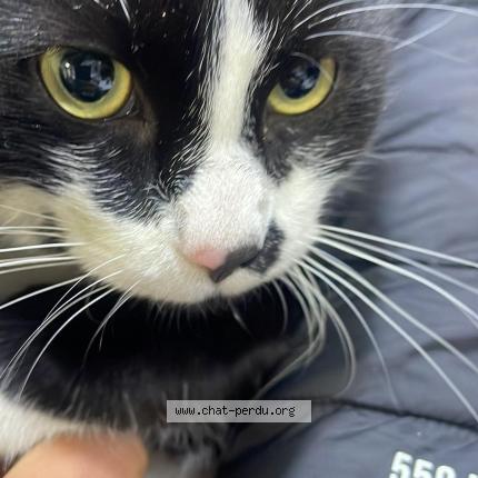 Foto 1/1 Usko Chat perdido en La ricamarie