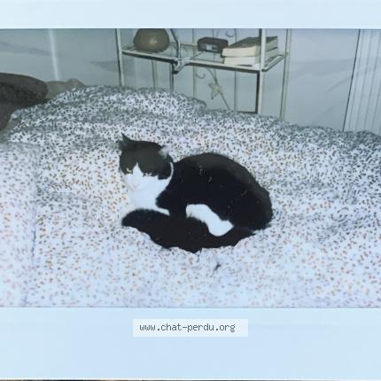 Foto 1/1 Zoro Chat perdido en Labruguiere