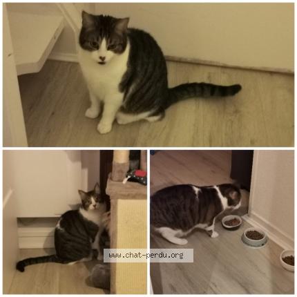 Foto 1/1 Woody Chat perdido en Les mathes