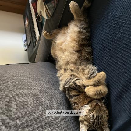 Foto 1/1 Lovelace Chat perdido en Chateau gontier sur mayenne