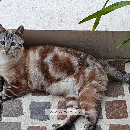 Foto 1/1 Pralin Chat perdido en Saint maur des fosses