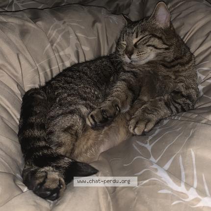 Foto 5/5 Moumie Chat perdido en Luzillat