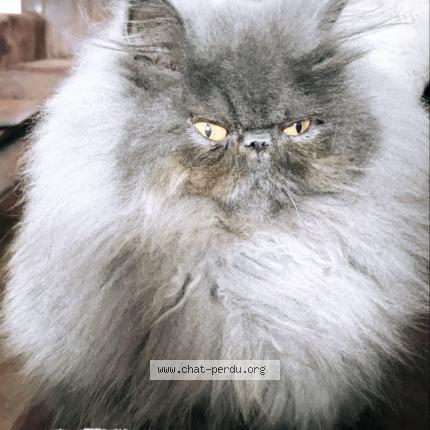 Foto 1/1 Nala Chat perdido en La tremblade